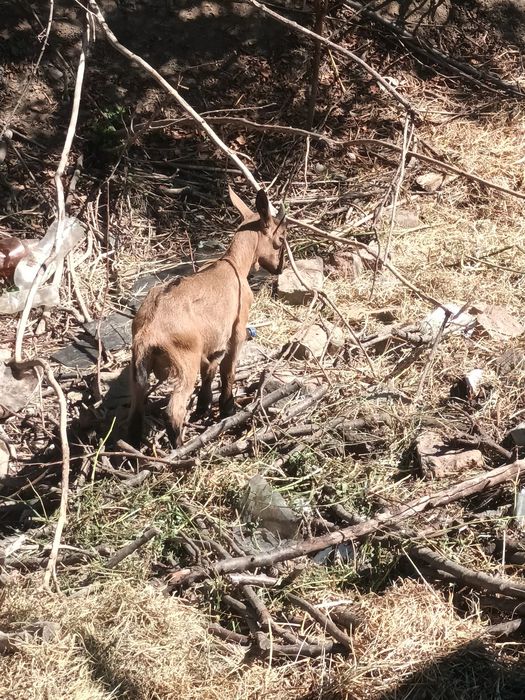 Iezi de vanzare.Alpini Francezi