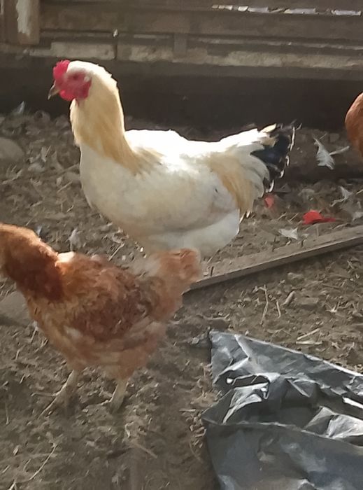 Vând cocoș araucana negru