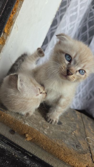 Котята даром веслоухие