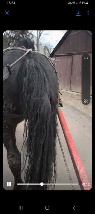 Vând iapa de 3 ani sihlea vrancea