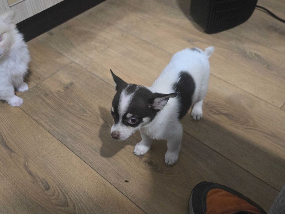 Пинчери 2 женски