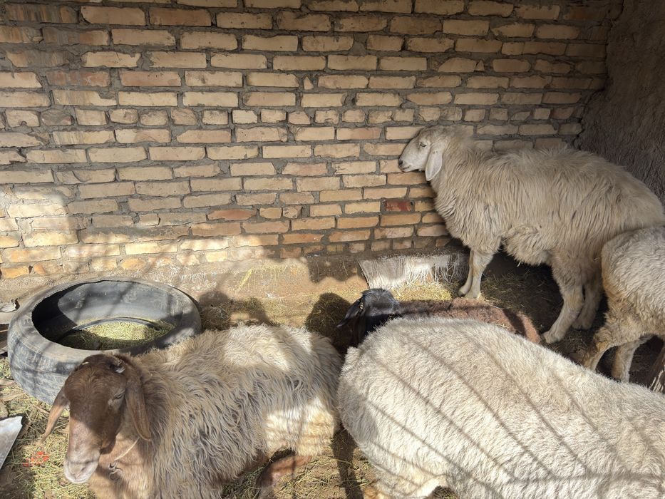 Buguz quylar sotiladi tezda