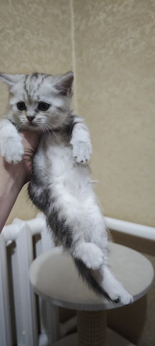 Шотландские котятя