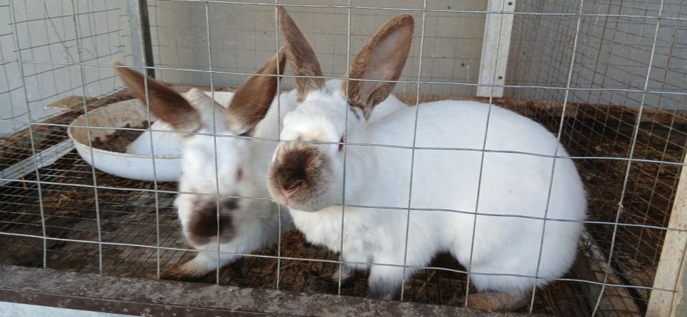 Продаются кролики.