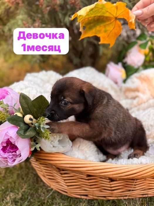 Девочка собачка отдаем в добрые руки