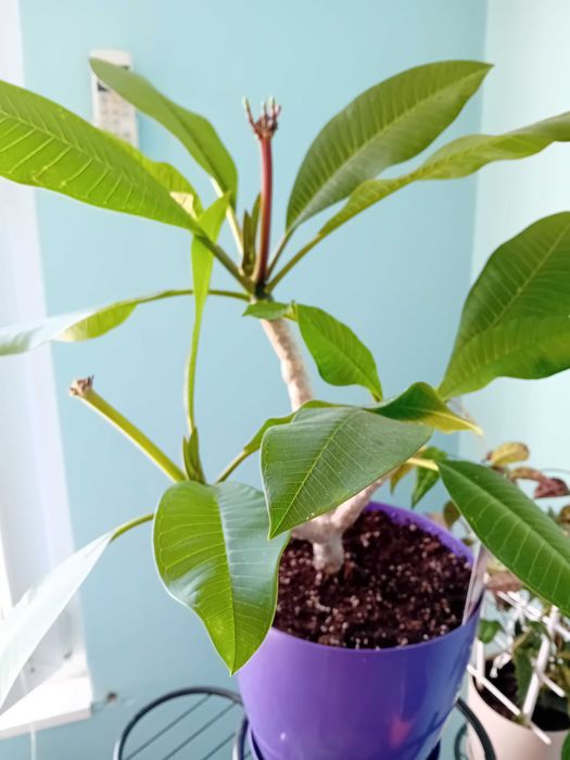 Екзотични растения, разсади и семена