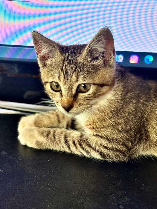 Caut doritor adoptie pisicuta de 2 luni, gasita parasita, in ploaie...