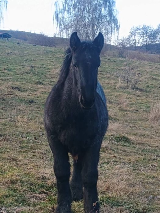 Manz 8 luni de vanzare