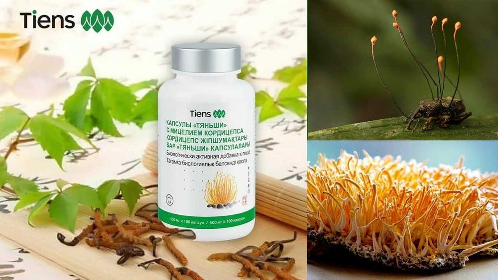 Кордицепс тяньши в капсулах