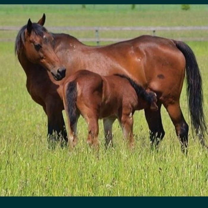 Кымыз Саржал таза