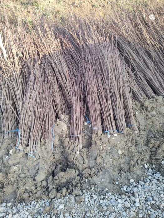 puieți de salcâm pentru împădurirea terenurilor degradate, agricole