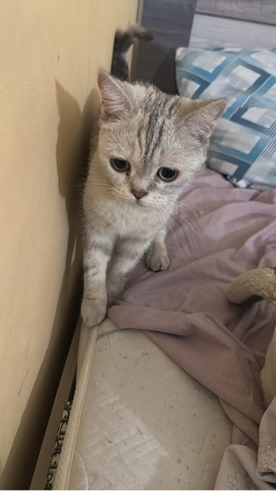 Британская короткошерстная кошка