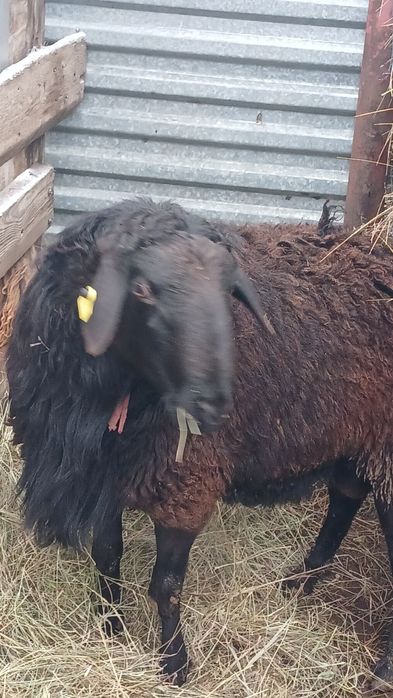 Продам барана производителя.