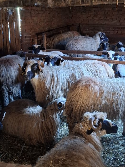 Vand noatin ,are 1 an