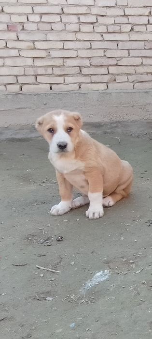 Алабайлар сотилади