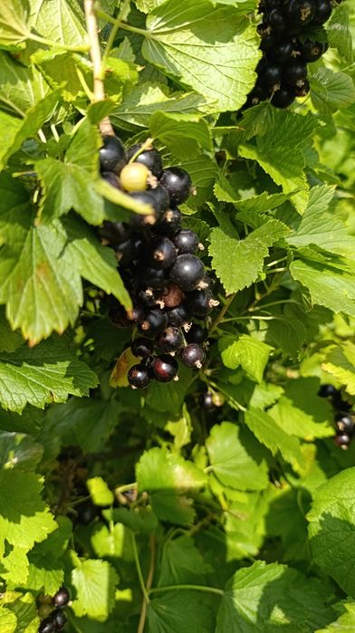 Продам дачную смородину, вишню