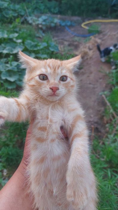 Здравствуйте отдам котят даром.