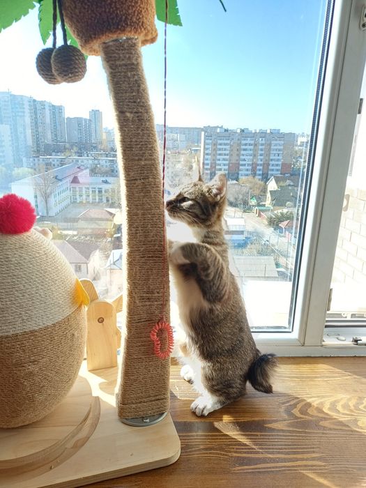 Маленькая рысь с золотым сердцем ищет дом!