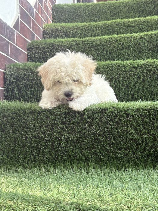 Maltipoo mini toy