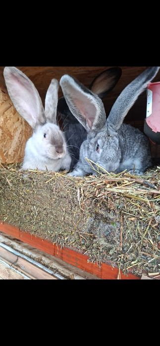 Iepuri de vanzare urias belgian