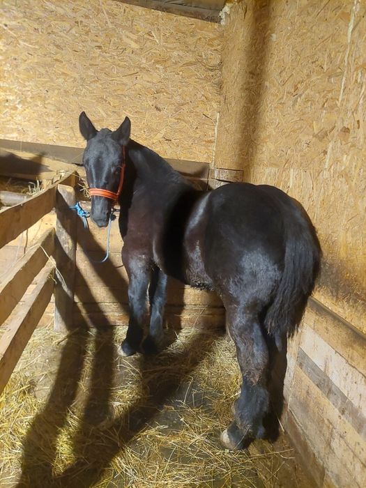 Vând manz de 6 luni