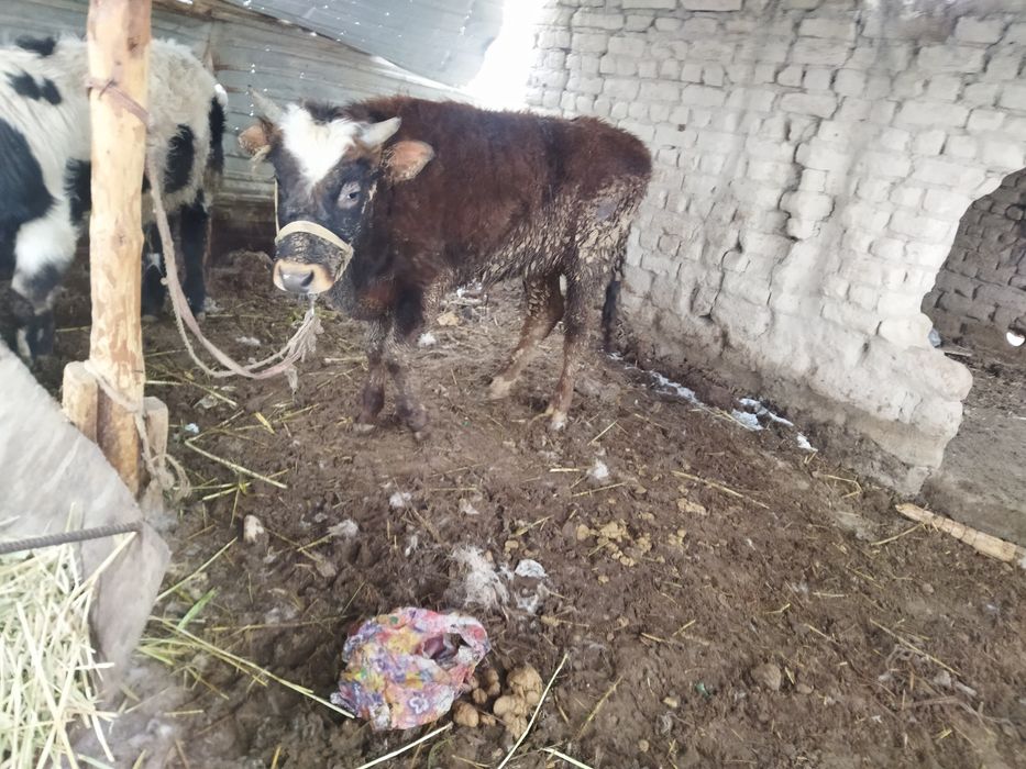 Шаруа бука биржарым жасар