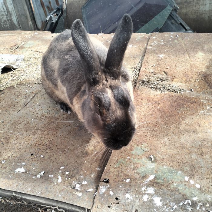 Продам карликового кролика