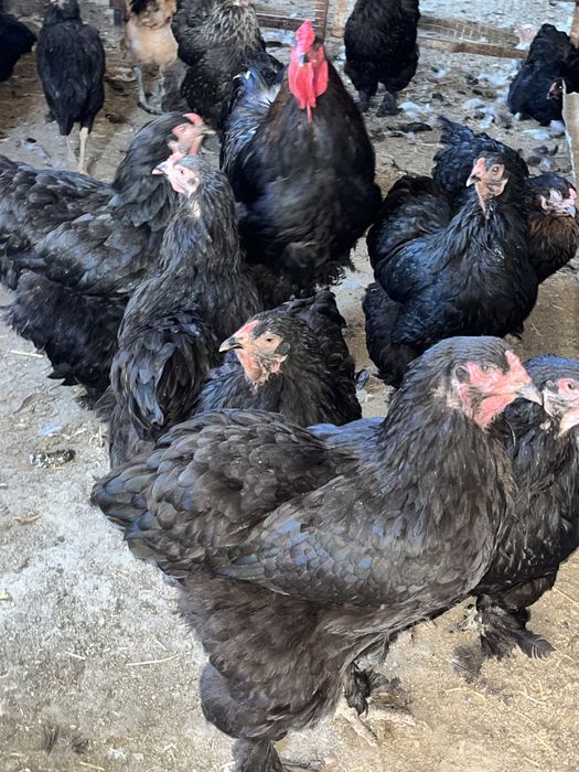 Birama tovuq xòrozlar sotiladi