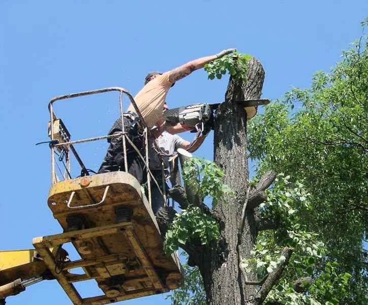 Спил деревьев Алматы
