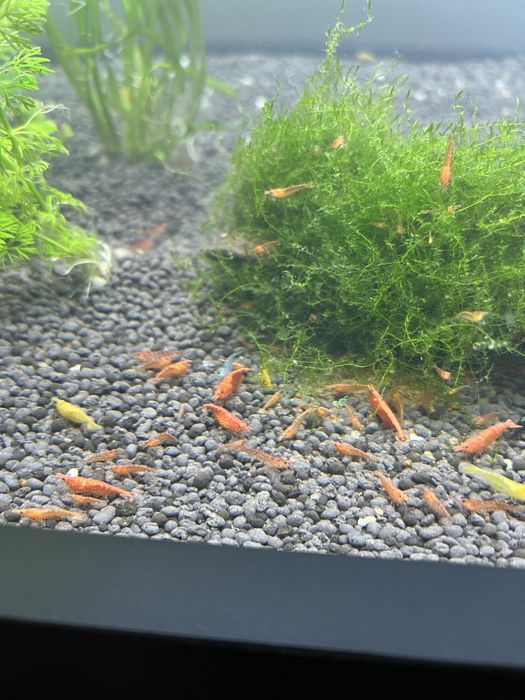 Krivetka sotiladi qizil limonniysi bor криветка криветки