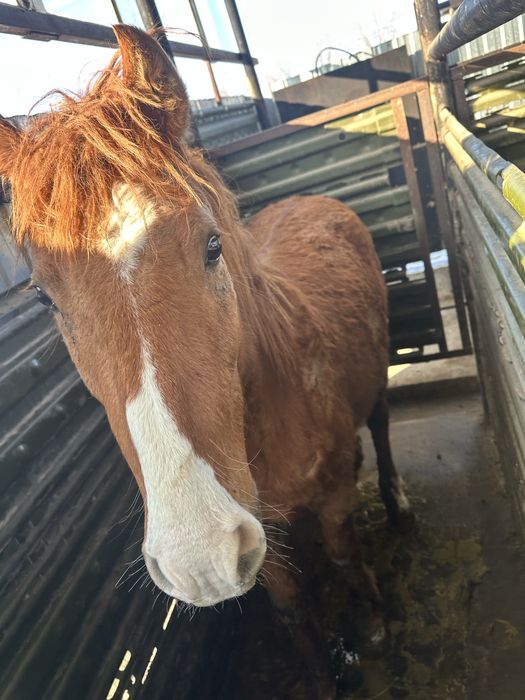 Семыз жылкы сатылады