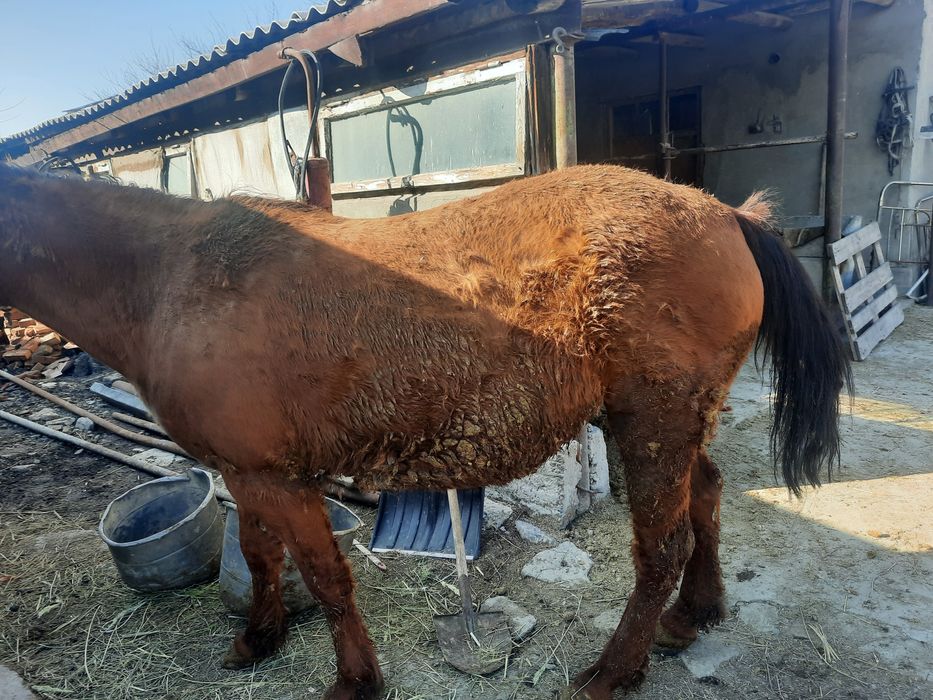 Семіз бие сатылады