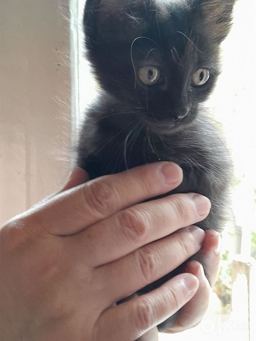 Котёнок 1,5 месяца.Бесплатно.