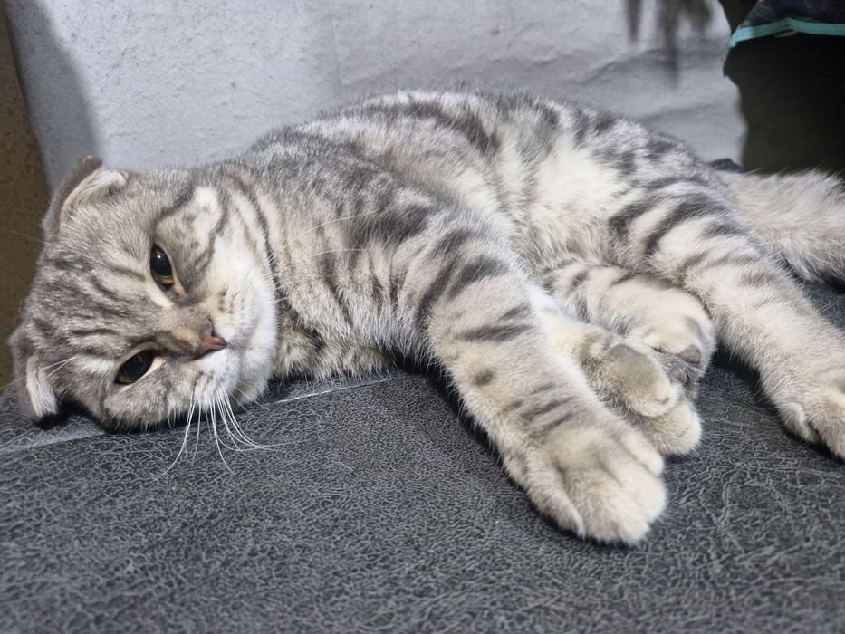 Взяка молодой Самец!