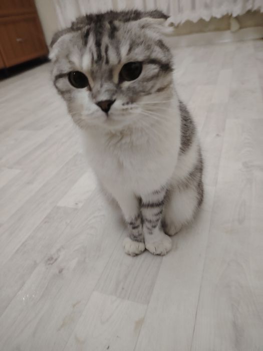 Отдам кошек котов котят