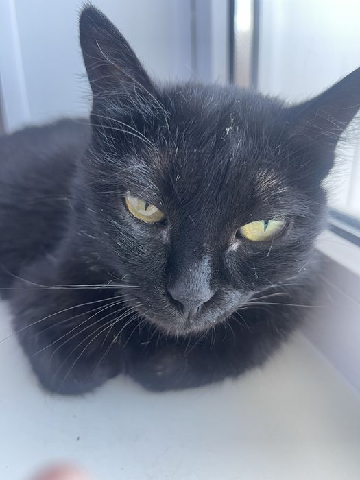 Отдам кошечку в добрые руки