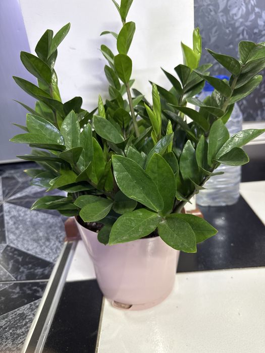 Продам замиакулькас!