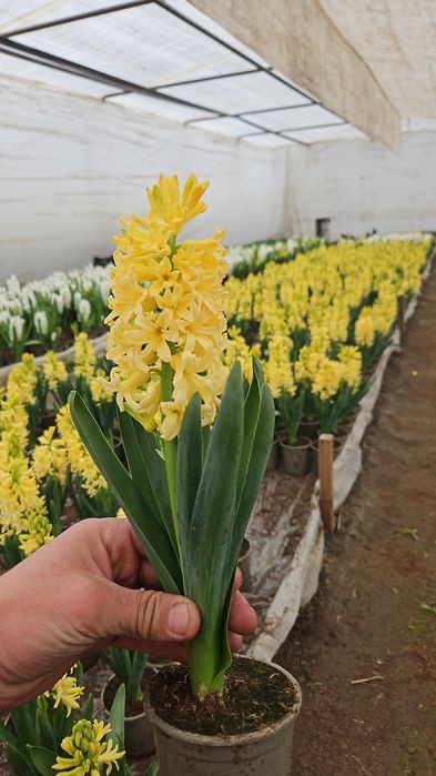 Vand zambile en-gross