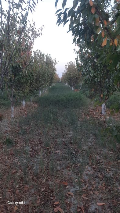 Бог бузилади дарахтлари сотилади