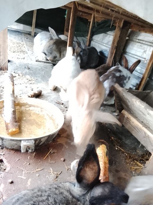 Vând iepuri talie mare și talie mica