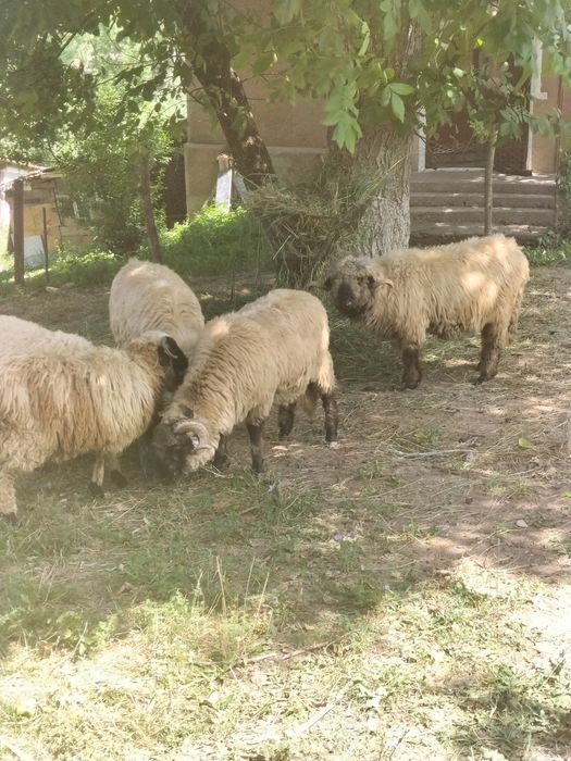 Vând 2 berbeci bucălai și unul oachrș, miori, preț neg.