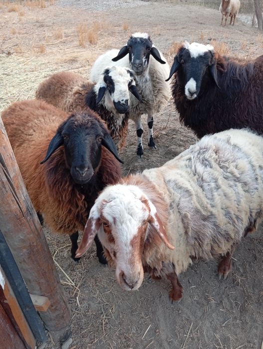 Соглом куйлар сотилади