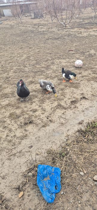 Продам утку и идаутку