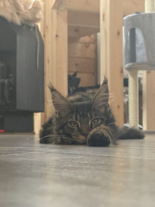 Отдам котенка мейн-куна