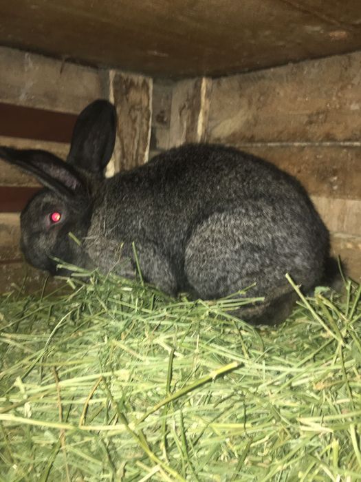 Крол рабочий крупный