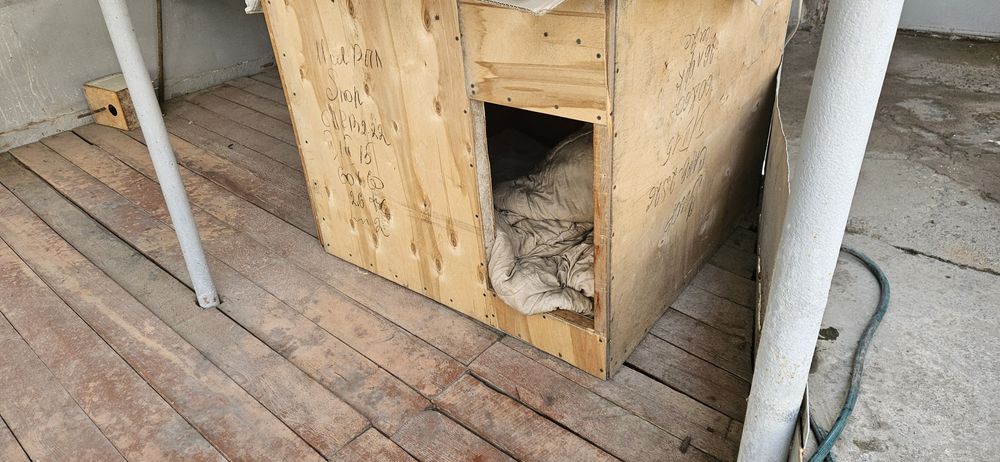 Продаются питбуль.