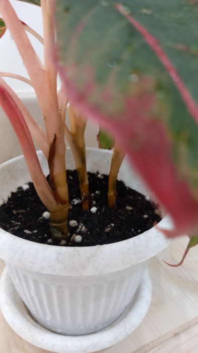 Аглаонема продам