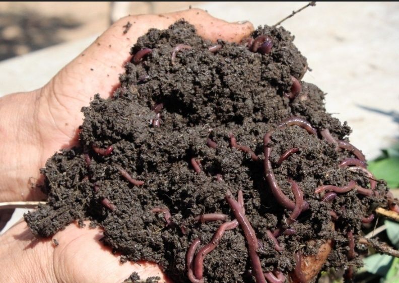 Биогумус . Калифорния красные черви