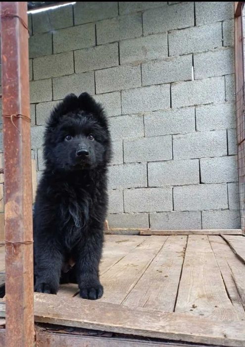 Немецкая овчарка щеночки чёрные