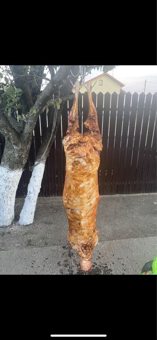 Protap de inchiriat si berbecuti